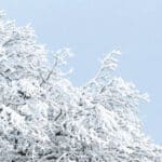 私たちに身近な菌のおはなし[Winter 2024]