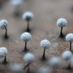 粘菌の世界～森の片隅の、小さな思考者たち[Summer 2025]