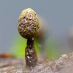 粘菌の世界～森の片隅の、小さな思考者たち[Spring 2026]