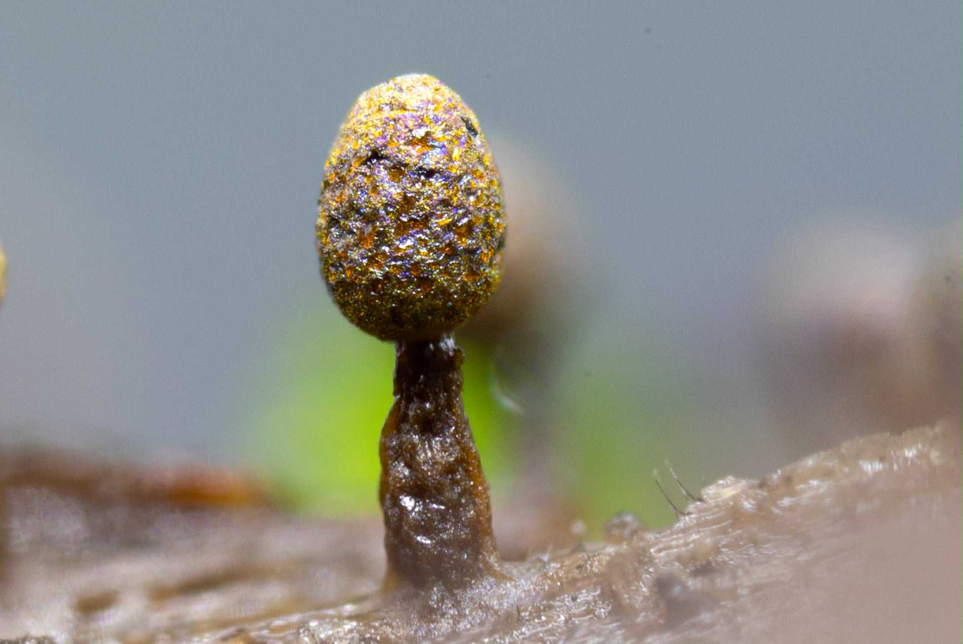 粘菌の世界～森の片隅の、小さな思考者たち[Spring 2026]