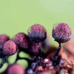 粘菌の世界～森の片隅の、小さな思考者たち[Winter 2025]
