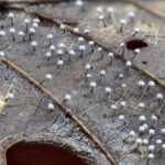 粘菌とは？森で見つけた変形菌の種類と美しい写真まとめ｜粘菌の世界