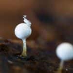 粘菌の世界～森の片隅の、小さな思考者たち[Autumn 2025]